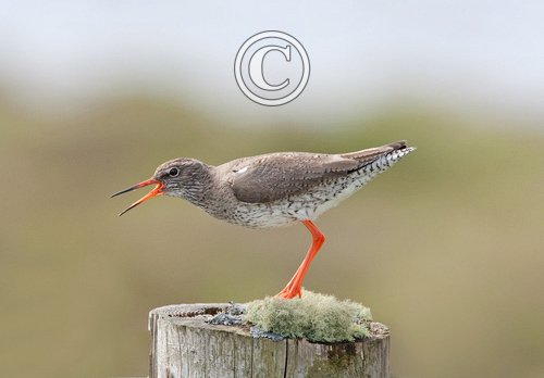 Redshank Calling on a Post DM1089